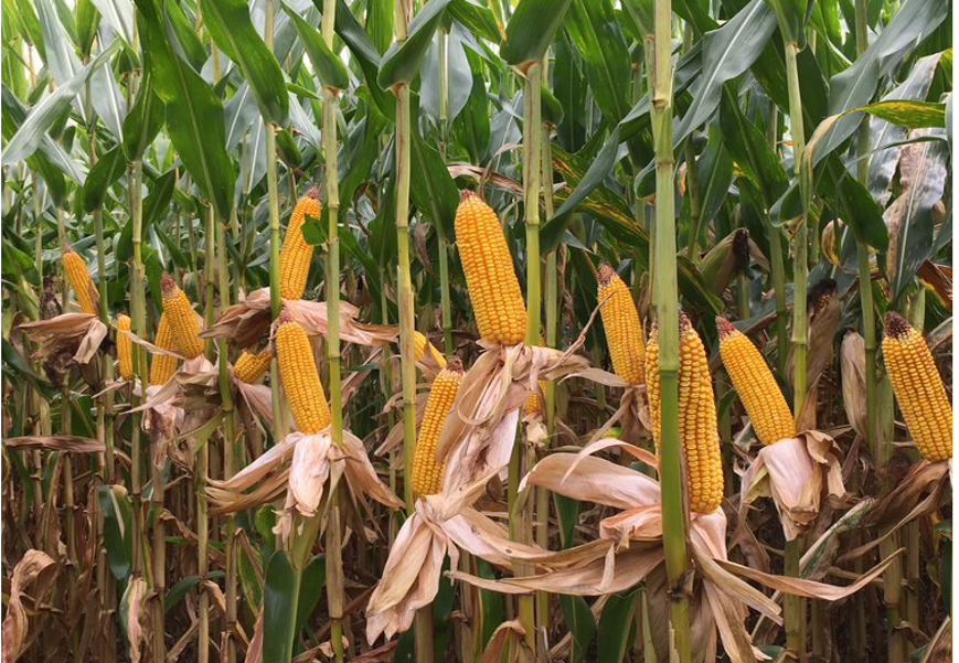 Bayer realiza semana especial para debater a produção de milho