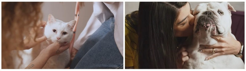 Trechos da websérie Nossos Pets