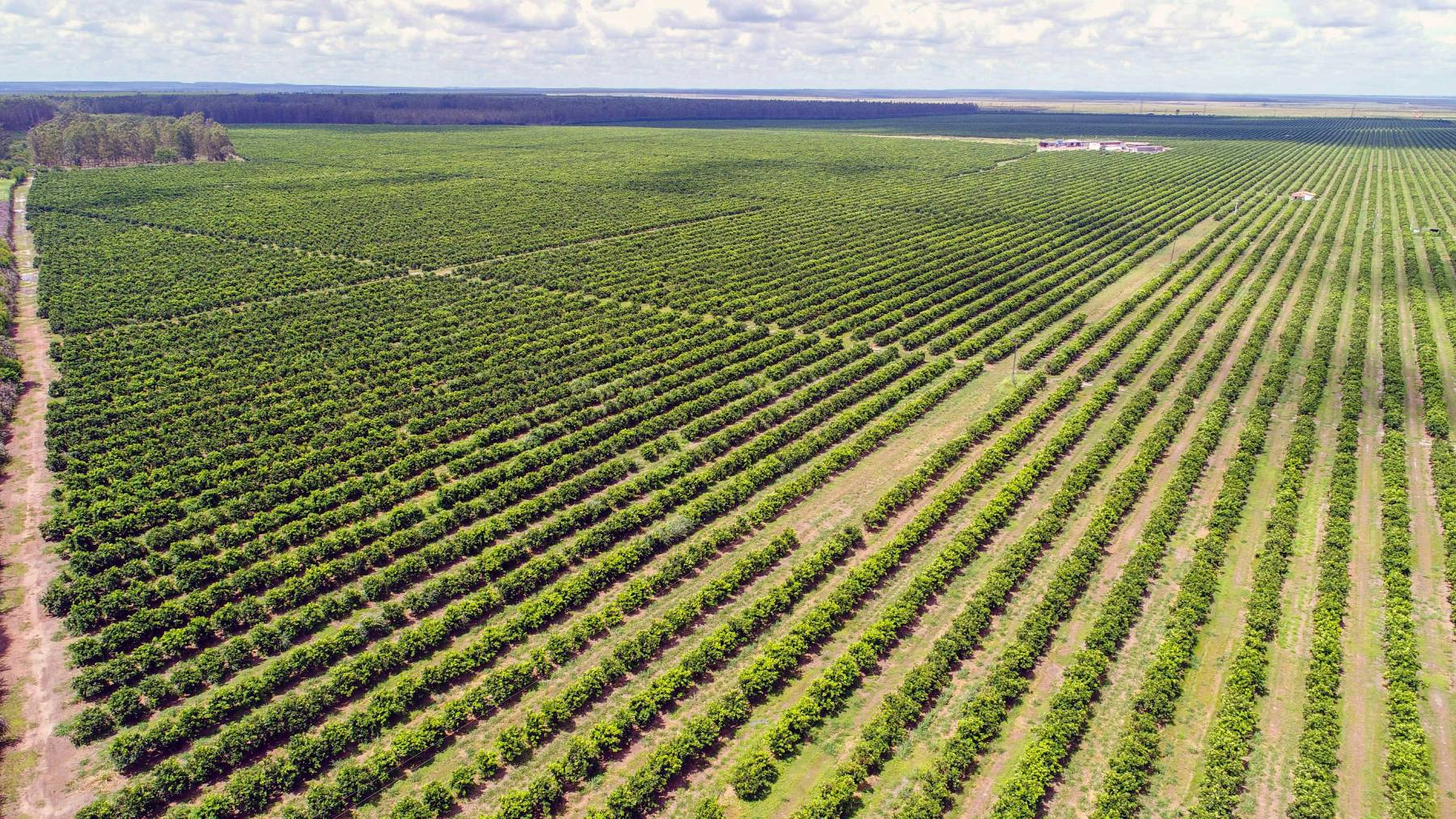 Laranjal na fazenda Salgado Laranjeira, em Inhambupe/ Foto: Acervo Bracell