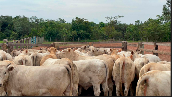 Planejamento genético impacta na produtividade e nos lucros da pecuária