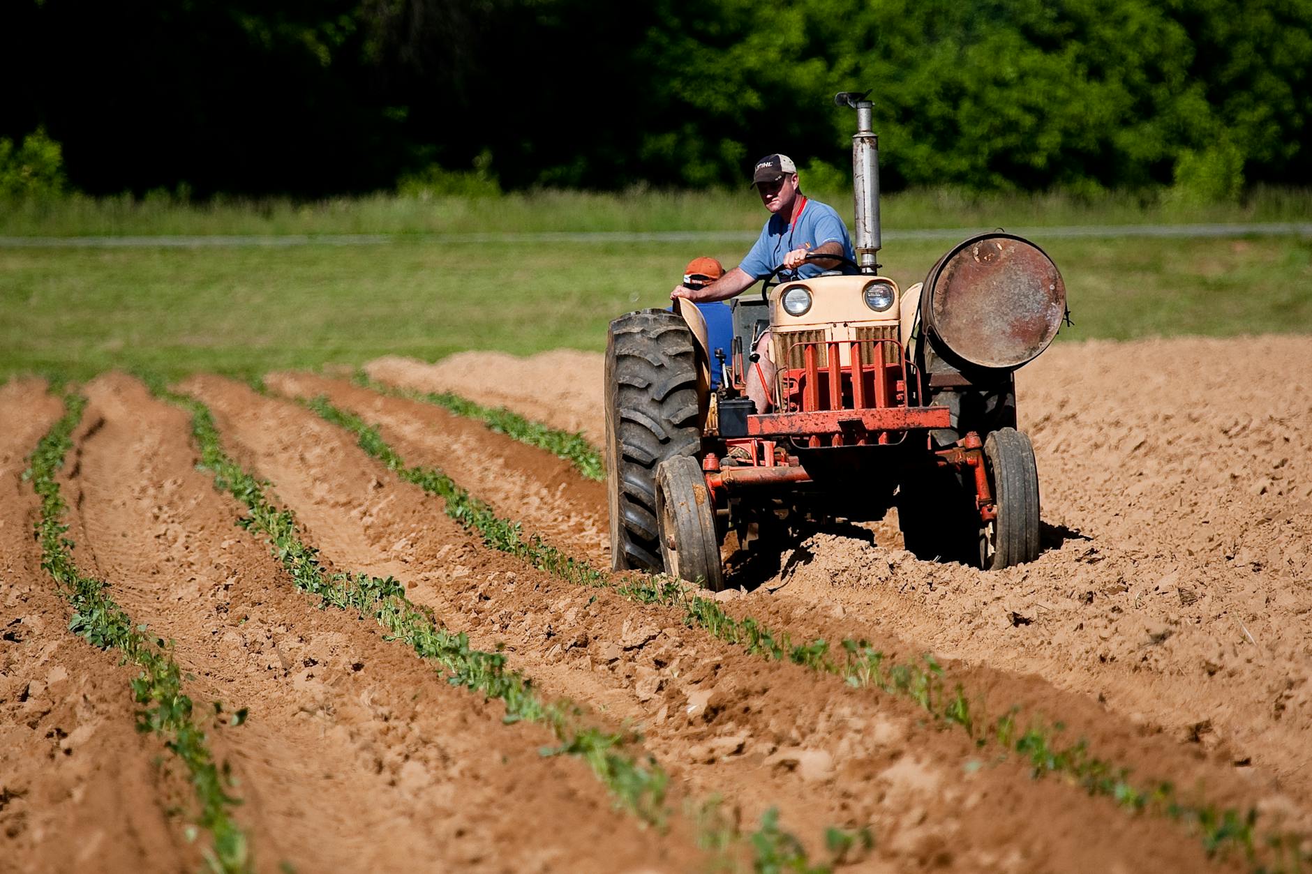 man riding red tractor on field