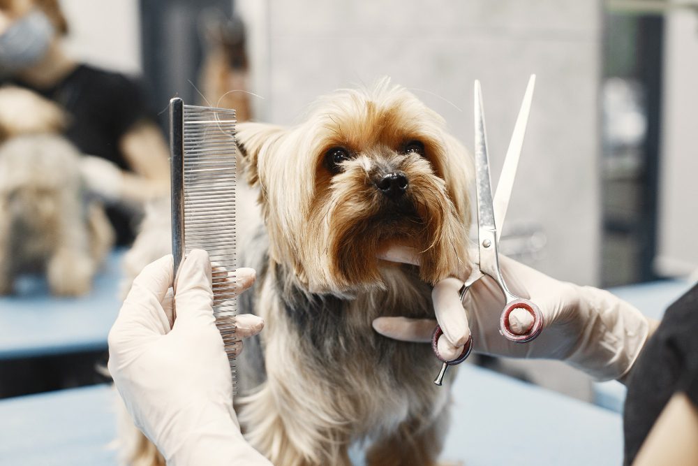 Em uma década, abertura de salões para pet mais que dobra no país e mercado segue em alta