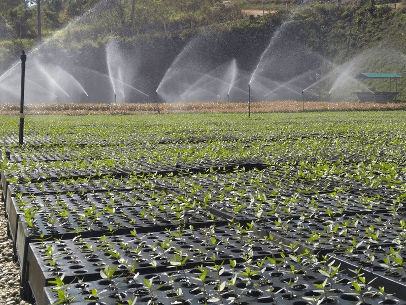 Viveiro da Melhoramentos na cidade de Caieiras (SP) Foto divulgaçã