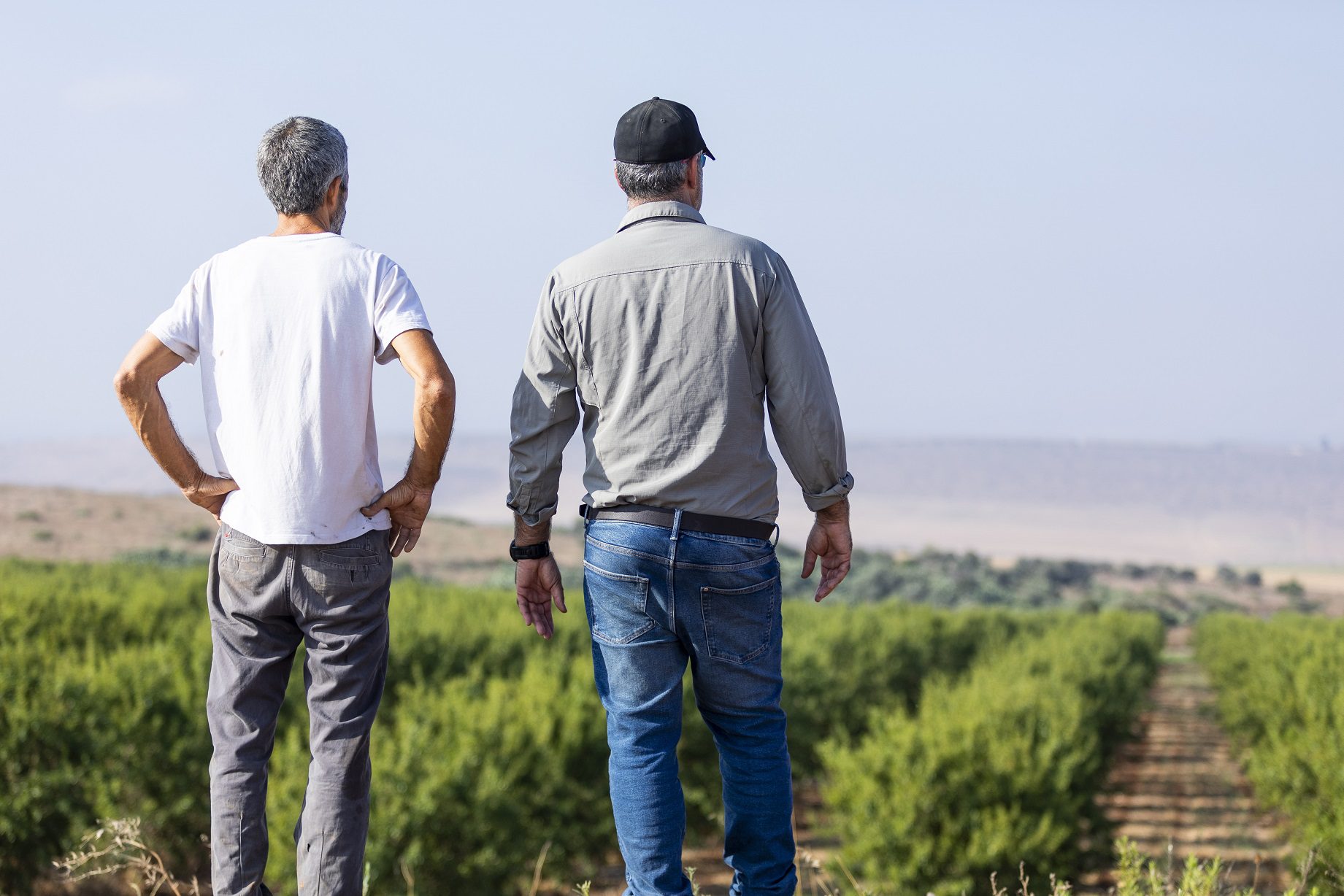 Suporte de campo Rivulis Climate acompanhando a produção de Oliveiras em Portugal Divulgação Rivulis