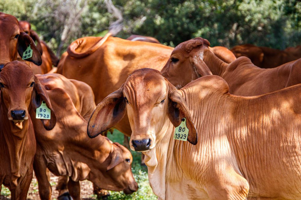 Produção de carne bovina bate recorde no Brasil, aponta IBGE