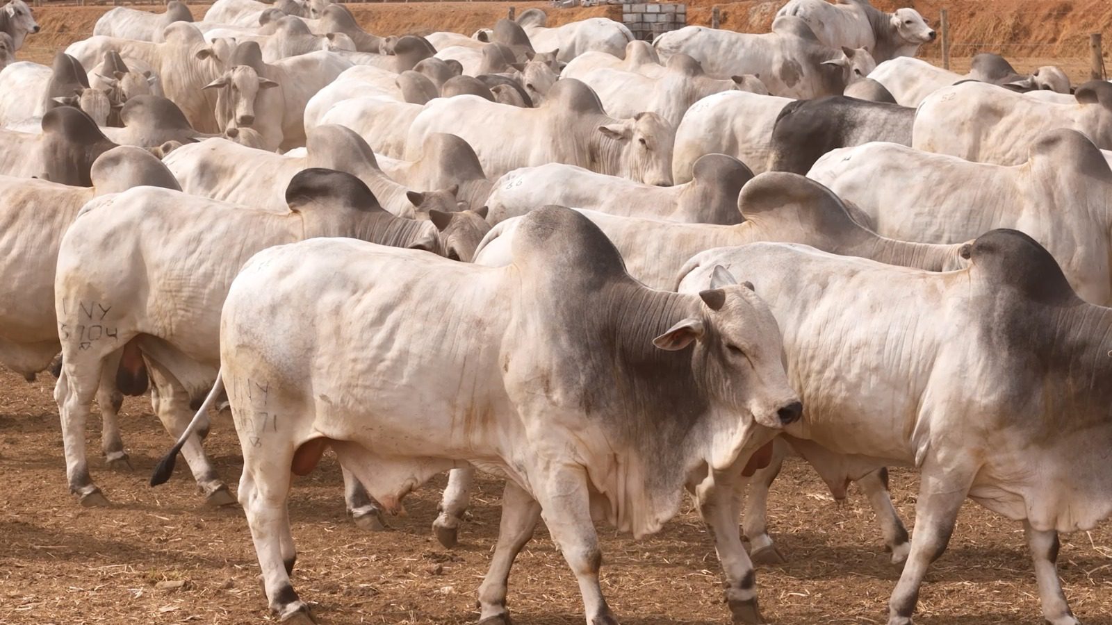 Fazendão promove leilão com 120 Touros Nelore, no dia 25 de outubro, em Luzimangues, distrito de Porto Nacional (TO)