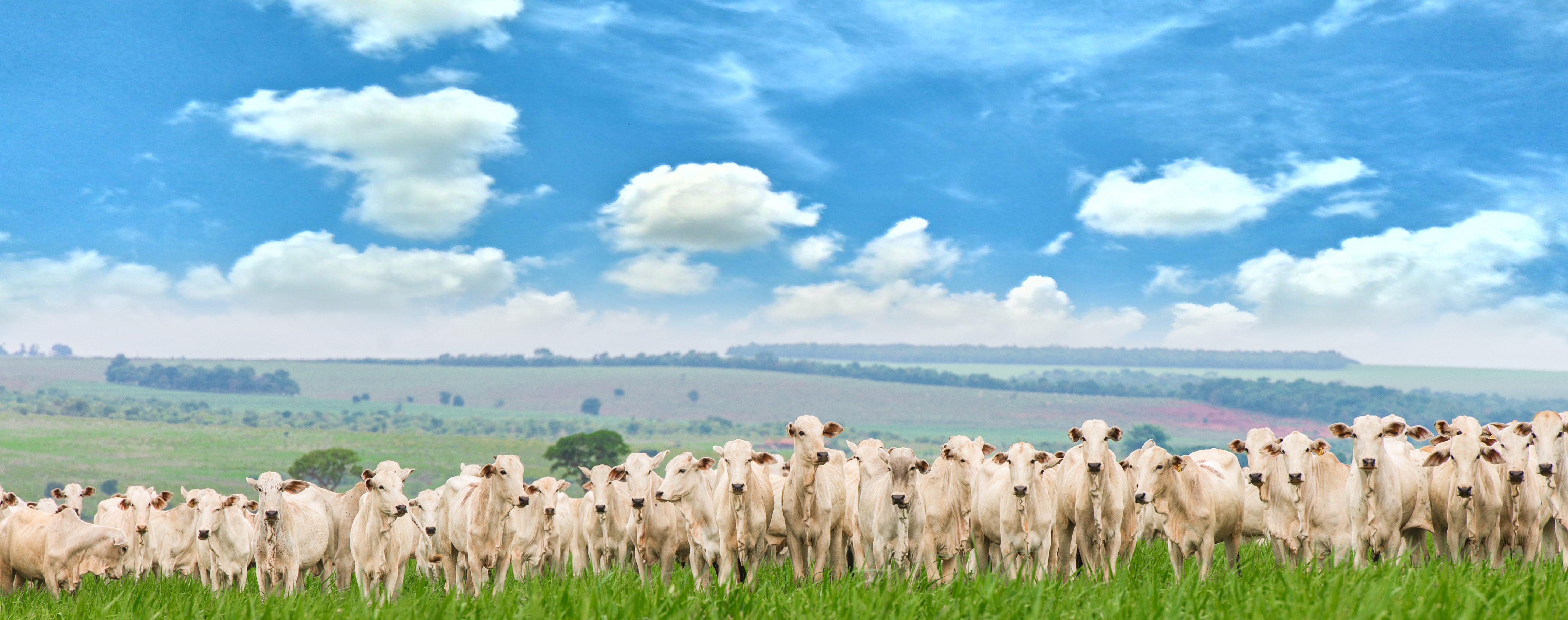 Oportunidade nas pastagens: como o tratamento de sementes pode contribuir para a produtividade agropecuária no Brasil