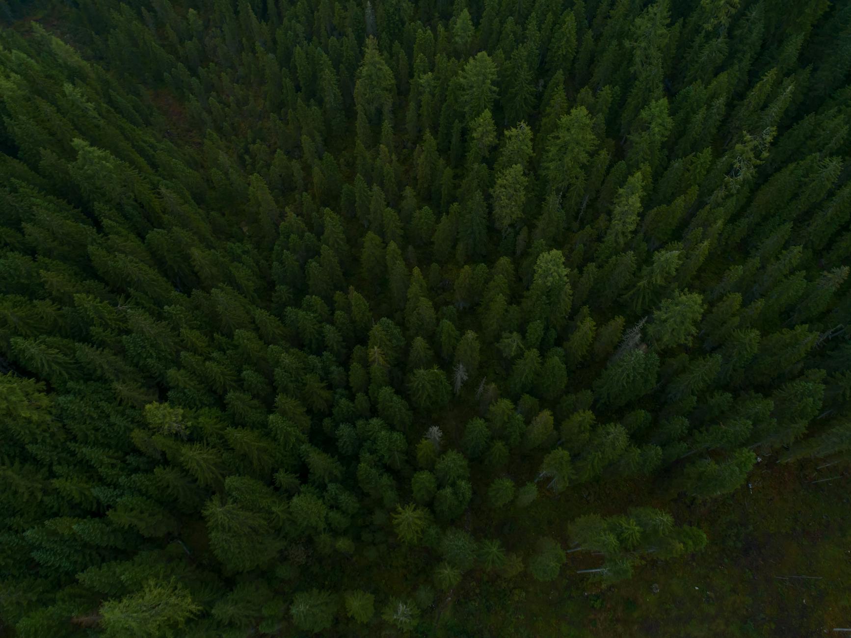 drone shot of a forest