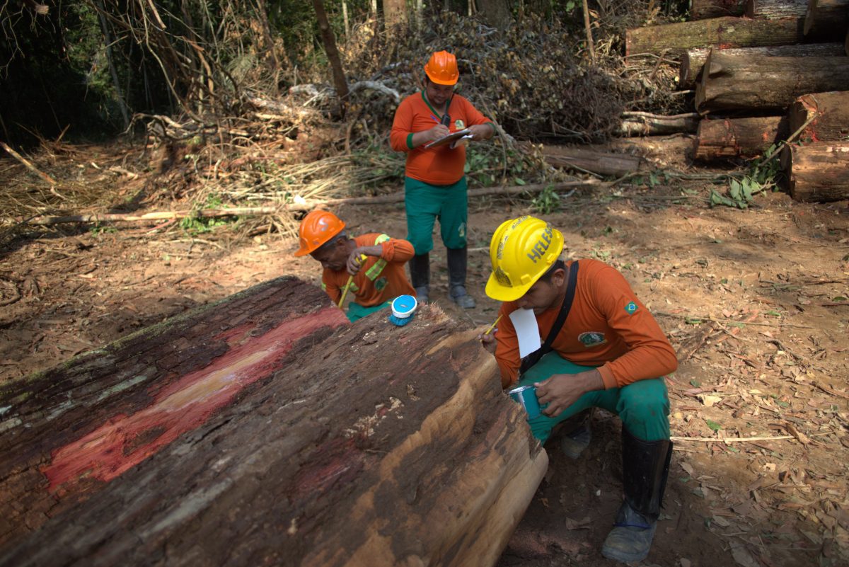 Trabalhadores em área de manejo florestal na Amazônia. Israel Palestina
