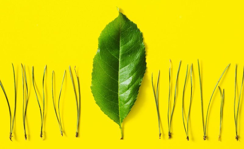 Programa Sinergia abre seleção para startups que querem mostrar ao mundo o valor da floresta em pé