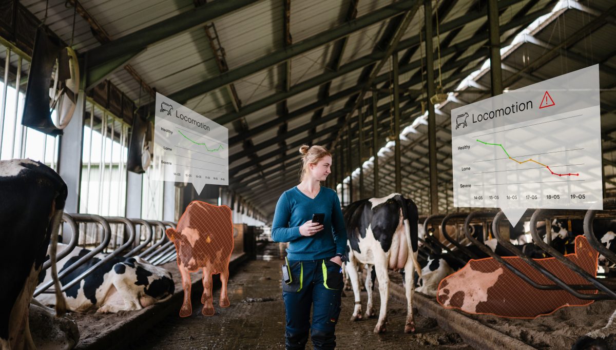 Nova tecnologia detecta claudicação em vacas de forma precoce com uso de inteligência artificial