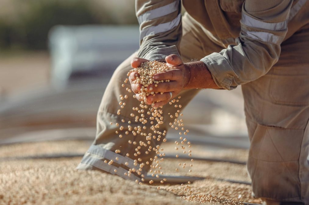 soybean harvesting in paragominas brazil